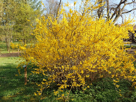Ana vatanı Doğu Asya (Çin ve Kore) ile Güneydoğu Avrupa olan ebeveyn türlerin (Forsythia suspensa × Forsythia viridissima) melezlenmesiyle elde edilen Forsythia × intermedia (yaygın adıyla Altın Çan Çalısı, Sarı Bahar Dalı veya Border Forsythia)
