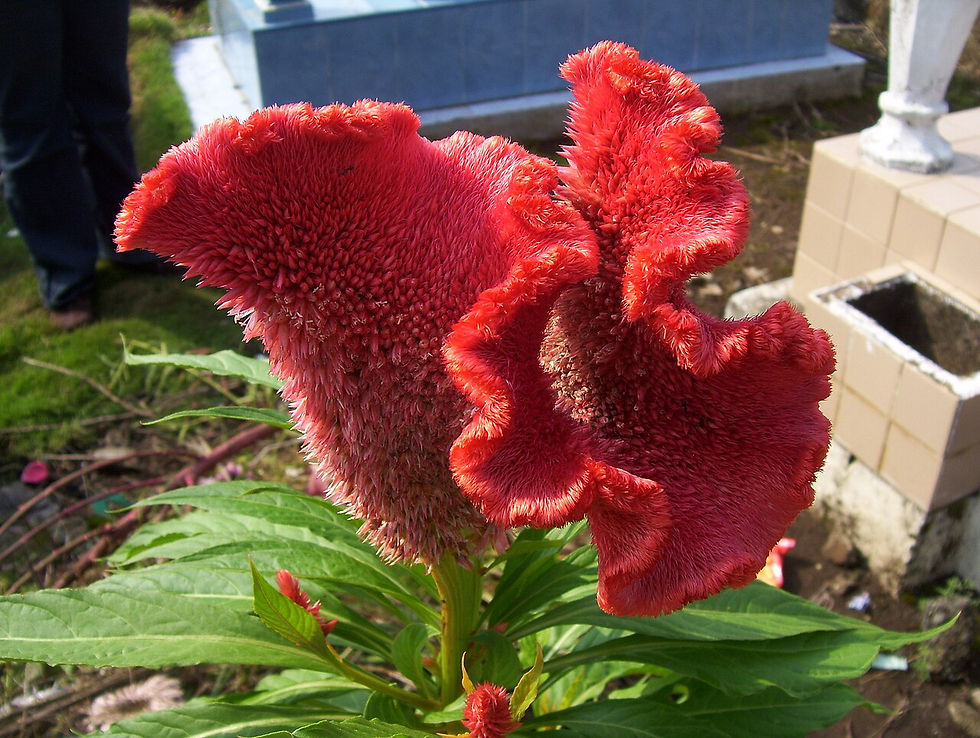 Photo by Gunnar Wolf