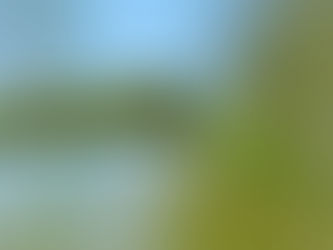Kelebek Tırtılları Hangi Bitkilerde Bulunur