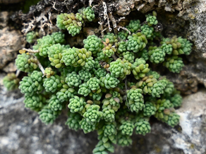 Sedum dasyphyllum (Mavi Damkoruğu) Bakımı ve Özellikleri