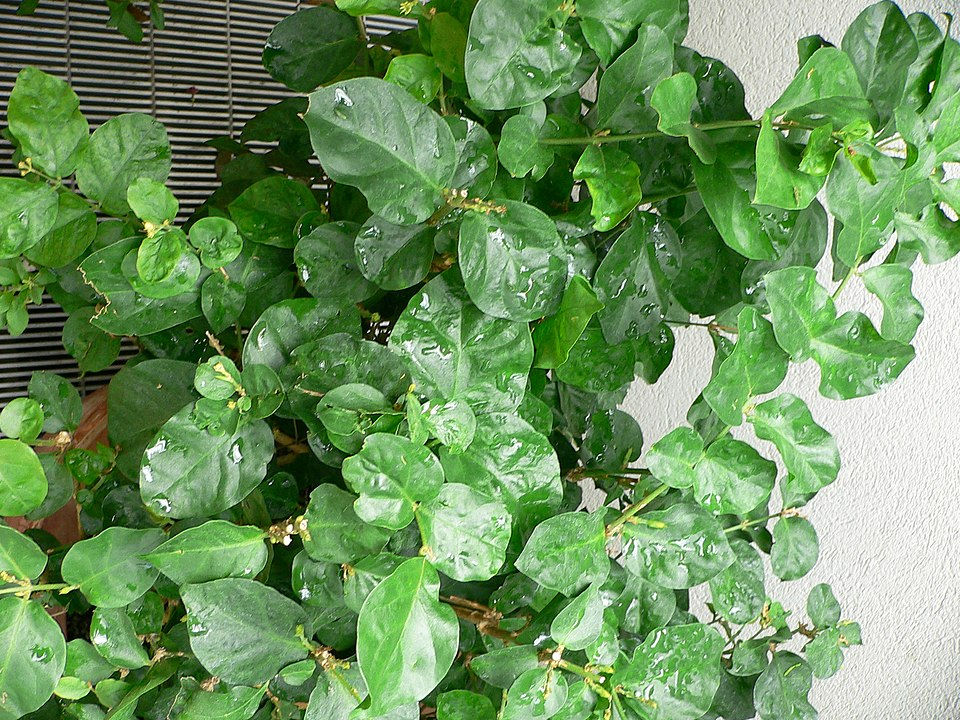 Photo by Mark Pellegrini