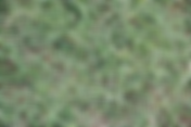 Which Lawn Should I Plant? Turfgrass and Ground-Cover Alternatives