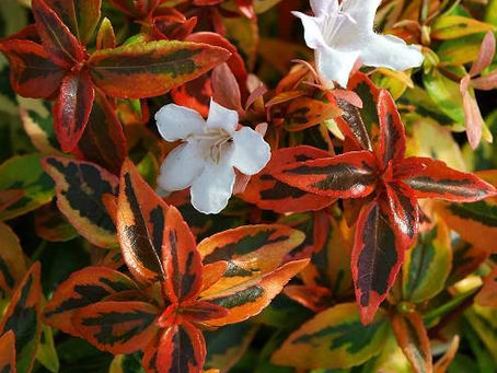 Bahçelerin Zarif ve Sadık Üyesi