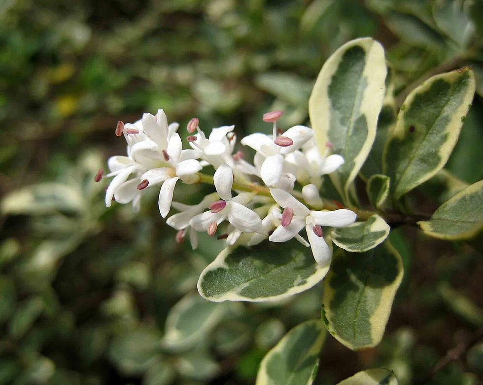 Çin Kurtbağrı (Ligustrum sinense) Bakımı ve Özellikleri