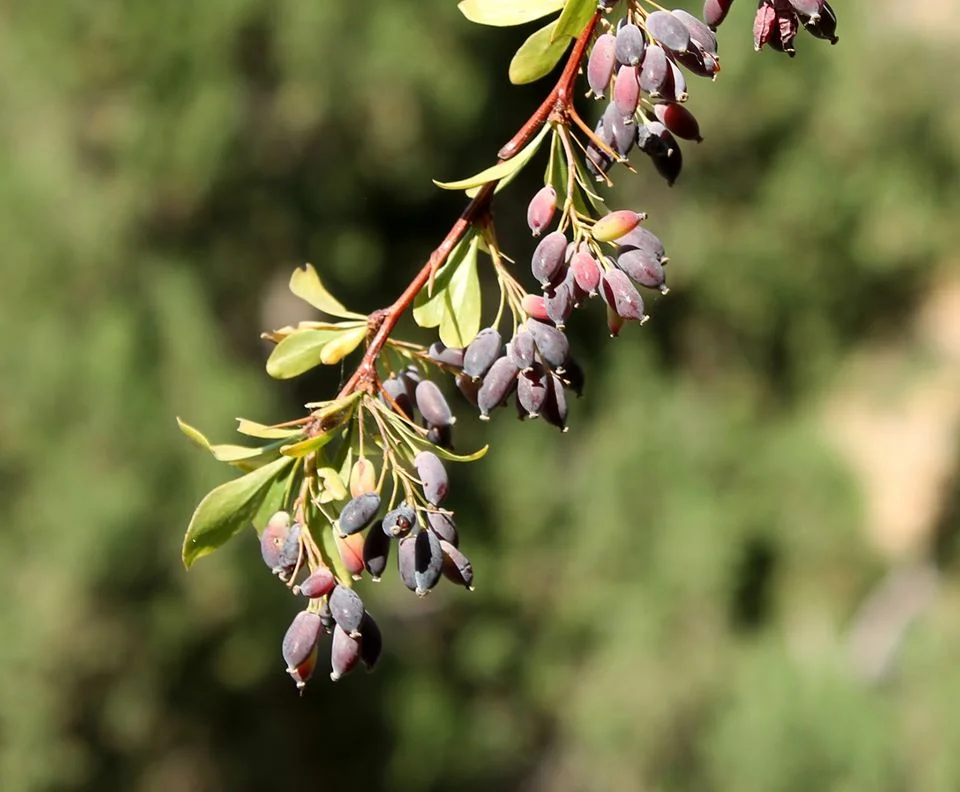 Berberis crataegina fruits https://yaziyaban.com/cicek-bekleyisi/