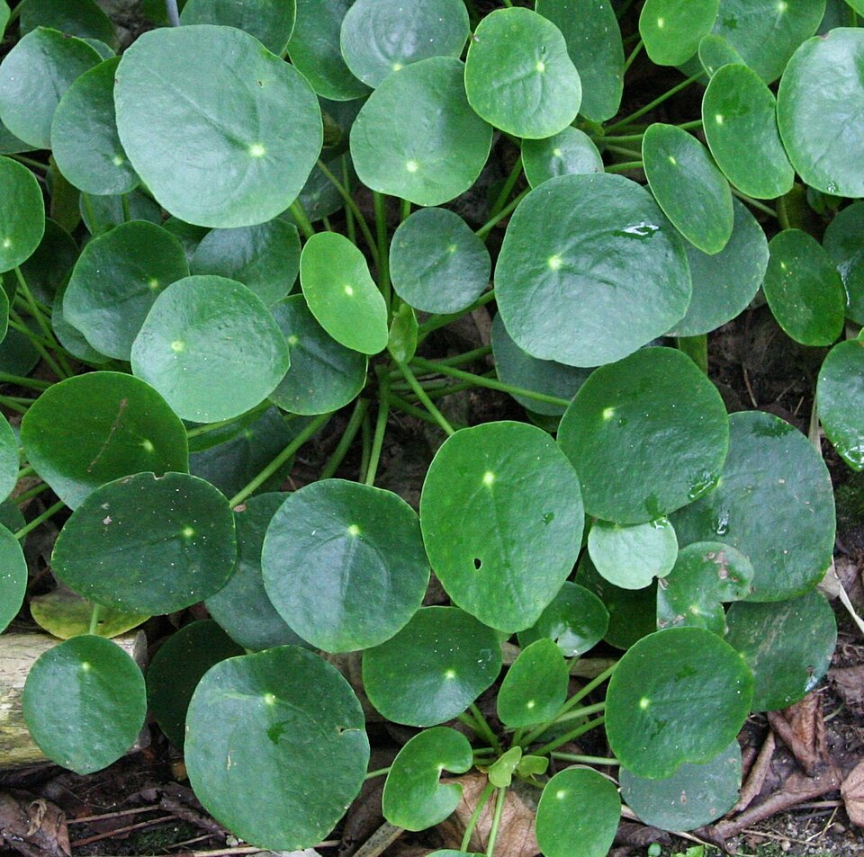 Pilea peperomioides https://de.wikipedia.org/wiki/Benutzer:Michael_w