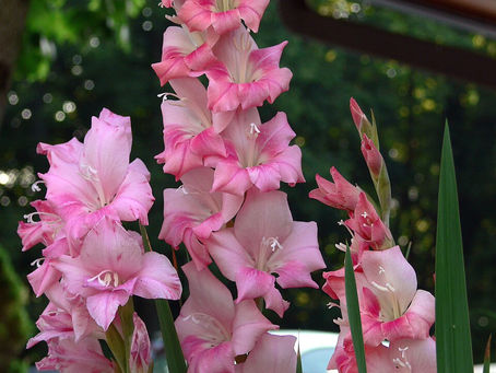 Gladyöl (Gladiolus) Çiçeği Bakımı ve Özellikleri