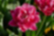The Regal Emblem: Tulip (Tulipa)