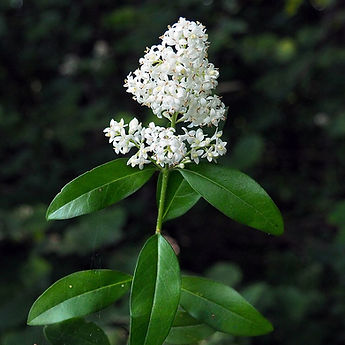 https://commons.wikimedia.org/w/index.php?title=User%3AHladac&redlink=1