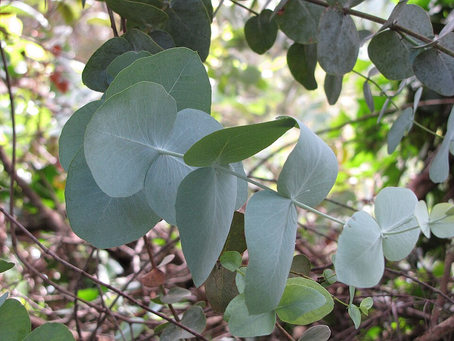 Güneydoğu Avustralya’nın serin, kayalıklı ve yüksek rakımlı tepelerinden dünyaya yayılan Eucalyptus cinerea; yuvarlak, karşılıklı dizilimli ve üzerleri mumsu gümüşi-mavi bir tabakayla kaplı karakteristik genç yaprakları, ferahlatıcı okaliptüs aroması, hızlı büyüme performansı ve kuraklığa gösterdiği yüksek dirençle peyzaj tasarımlarında ve floristlikte (kesme yaprak) en çok tercih edilen odunsu ağaç/çalı türlerinden biridir.