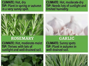 Protect Your Garden Naturally: 8 Pest-Repelling Plants to Shield Against Ticks, Fleas, and Insects