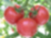 The High-Yield Vines: Tomato (Solanum lycopersicum)