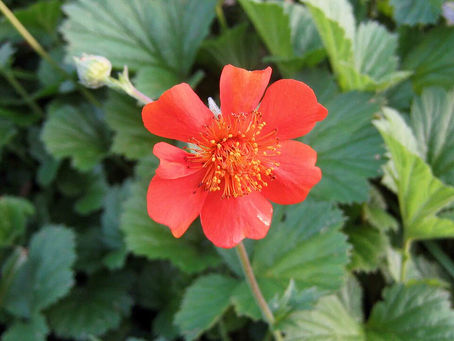 Geum (Meryemotu) Çiçeği Bakımı ve Özellikleri
