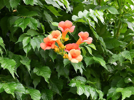 Acem Borusu Bakımı ve Özellikleri