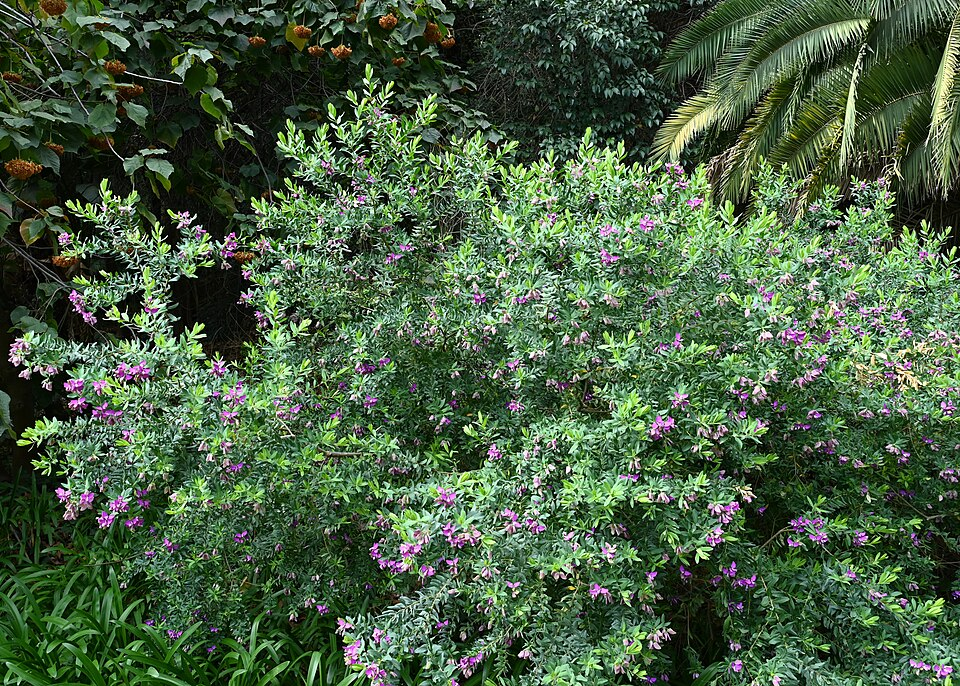 Polygala myrtifolia  https://commons.wikimedia.org/wiki/User:Kenraiz