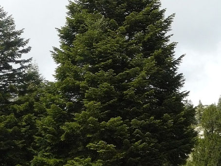 Toros Göknarı (Abies cilicica) Bakımı ve Özellikleri