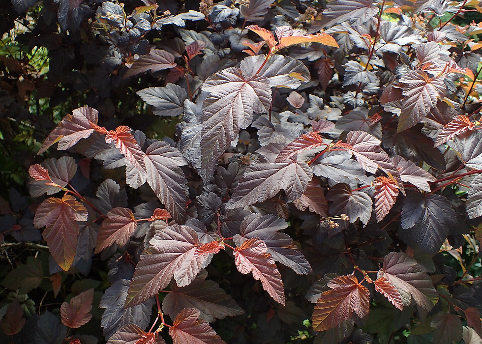 Physocarpus opulifolius  https://commons.wikimedia.org/wiki/User:Kenraiz