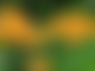 Kelebek Otu Özellikleri (Asclepias tuberosa)