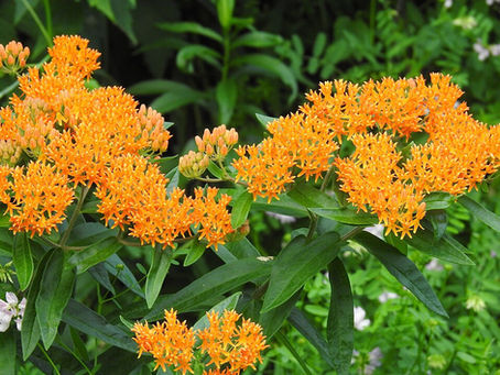 Kelebek Otu Özellikleri (Asclepias tuberosa)