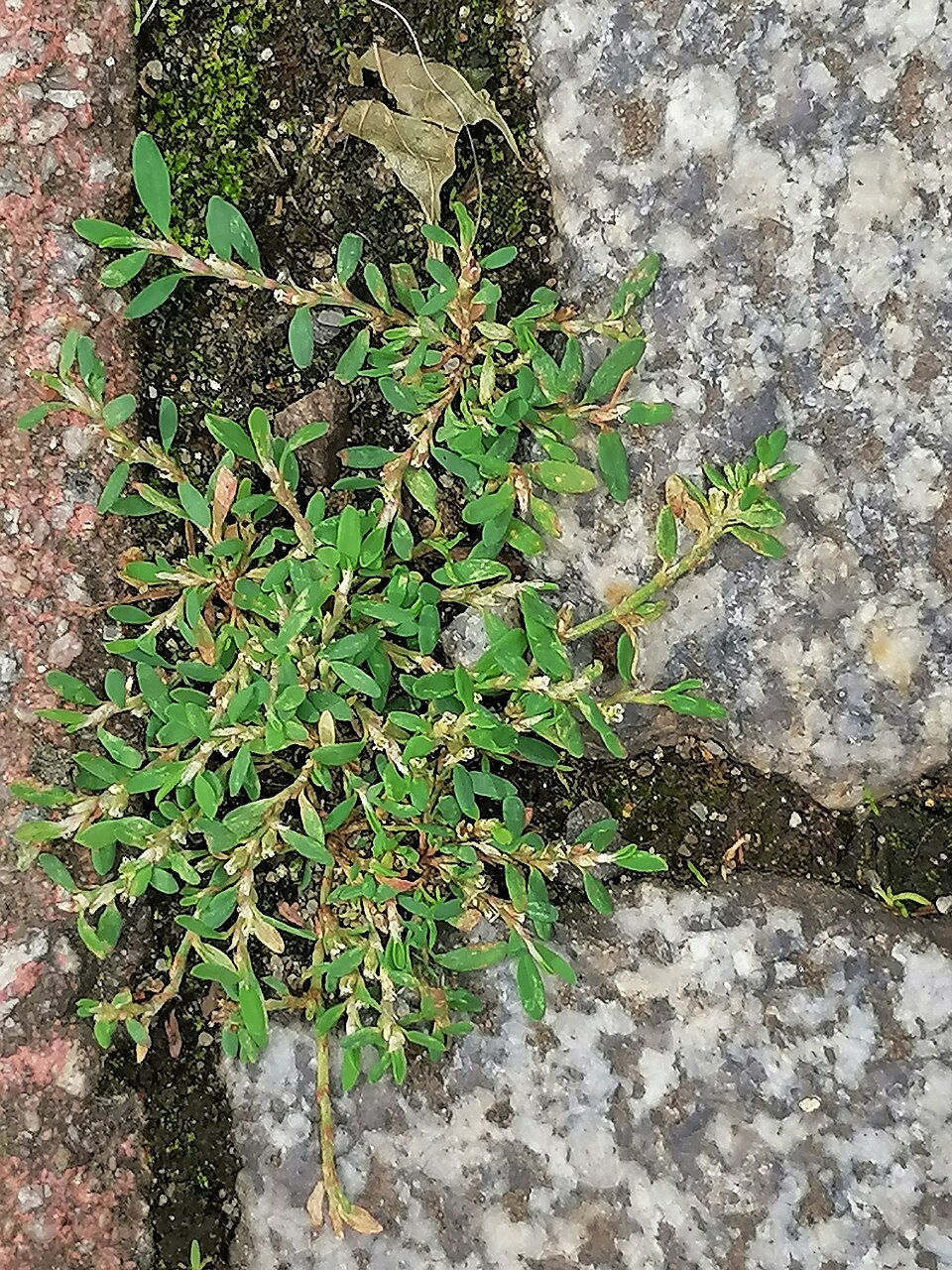 Kuşmadımağı(Polygonum aviculare)
