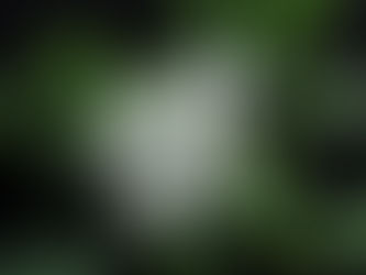 Meksika Portakal Çiçeği (Choisya ternata) Bakımı ve Özellikleri