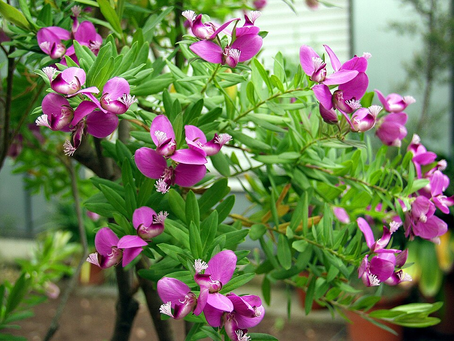 Güney Afrika’nın (Cape Bölgesi) kurak, kumlu kayalıklarından ve fynbos çalı alanlarından dünyaya yayılan Polygala myrtifolia