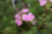 The Purple Moss: Moss Verbena (Glandularia pulchella / Verbena tenuisecta)