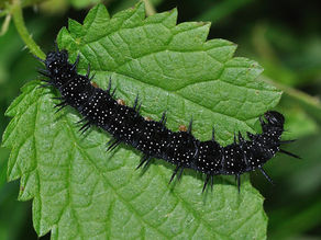Isırgan Otu (Urtica dioica) Bakım Rehberi