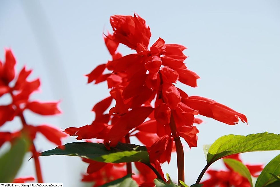 Photo by David J. Stang