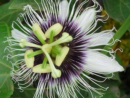 Native to the warm tropical rain forests, riverbanks, and sunny woodland margins of South and Central America (with species extending into North America and Asia), Passiflora—commonly known as Passion Flower or Passion Vine