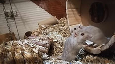 Citrouille et Minnie