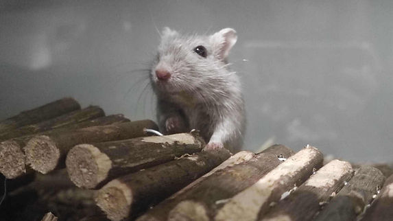 Citrouille et Minnie