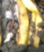banana with worms