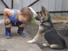 犬公의 항변(抗辯)