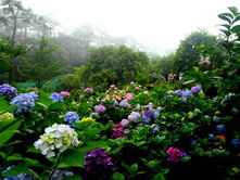 사순절 Day 21 포도원 일꾼의 비유 (마 20:1-16)