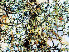 저는 “가시나무”의 ‘가시’였습니다