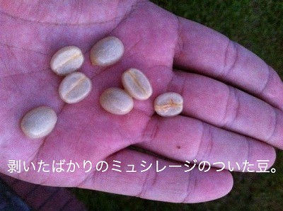 ミュシレージのついた豆.jpeg