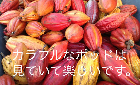カラフルカカオ2.jpeg