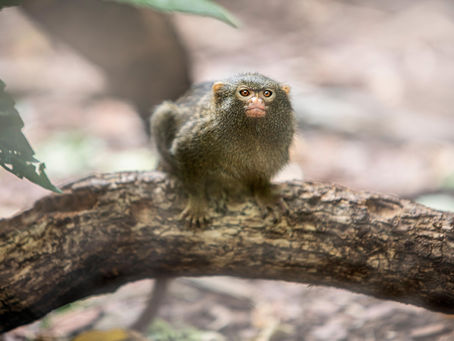 The Pygmy Marmoset: Tiny Wonders of the Rainforest