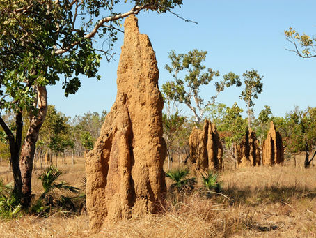The Living Fortresses: The Remarkable World of Termite Mounds