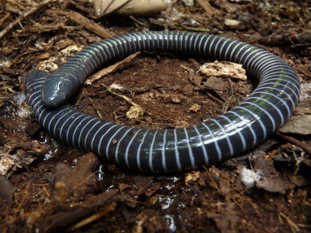 The Secretive World of Caecilians: Earth's Mysterious Legless