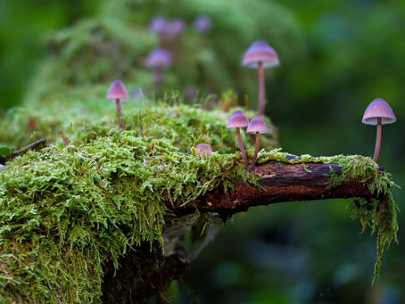 The Mysterious Kingdom of Fungi: Neither Plant Nor Animal