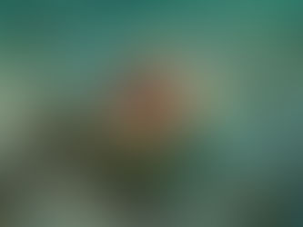 The Mysterious World of Cephalopods: Ocean's Most Intelligent Invertebrates