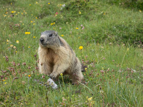 The Hidden Kingdom of the Alpine Marmot: Whistling Sentinels of the Mountains