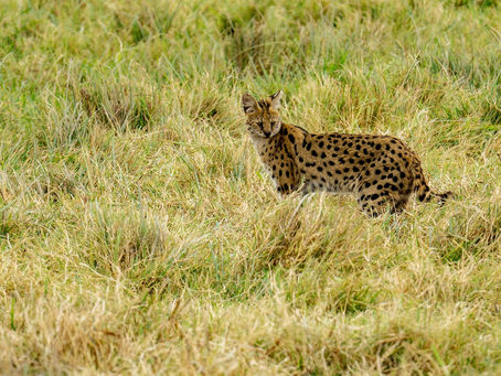 The Astounding Serval: Africa's Elegant Jumping Cat