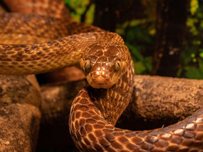 The Astonishing World of Flying Snakes: Aerodynamic Serpents of Southeast Asia