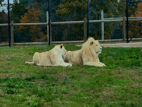 The Lion's Game Plan