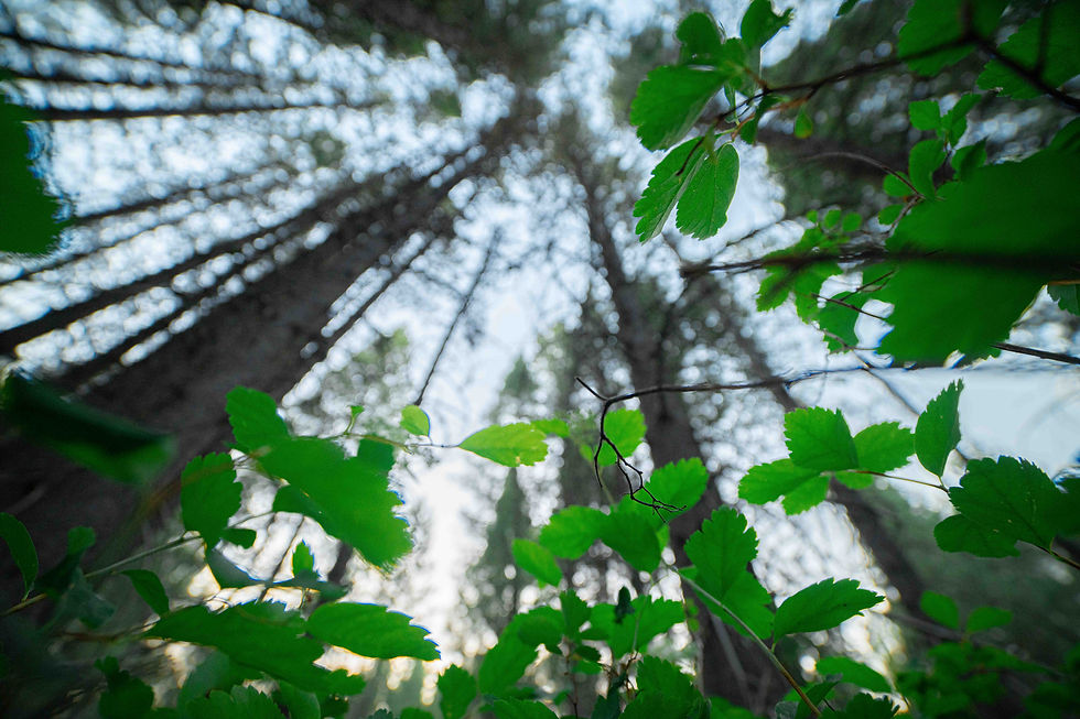_DSC1593.jpg