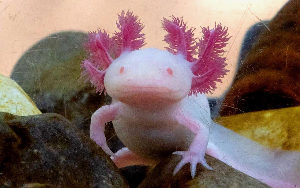 Axolotls Discovery, Puerto Vallarta