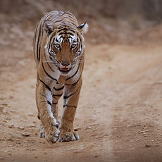amazing-bengal-tiger-nature.jpg
